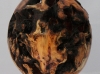 taxus-baccata-yew-tree-root-ball