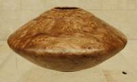 atinian-elm-elm-burr