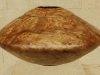 atinian-elm-elm-burr