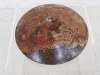 australian-goldfield-burr