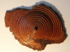 1131australian-goldfield-burr