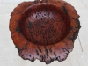 1154australian-red-salmon-gum